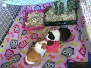 The Ultimate Guide to Choosing the Best Bedding for Your Guinea Pig
