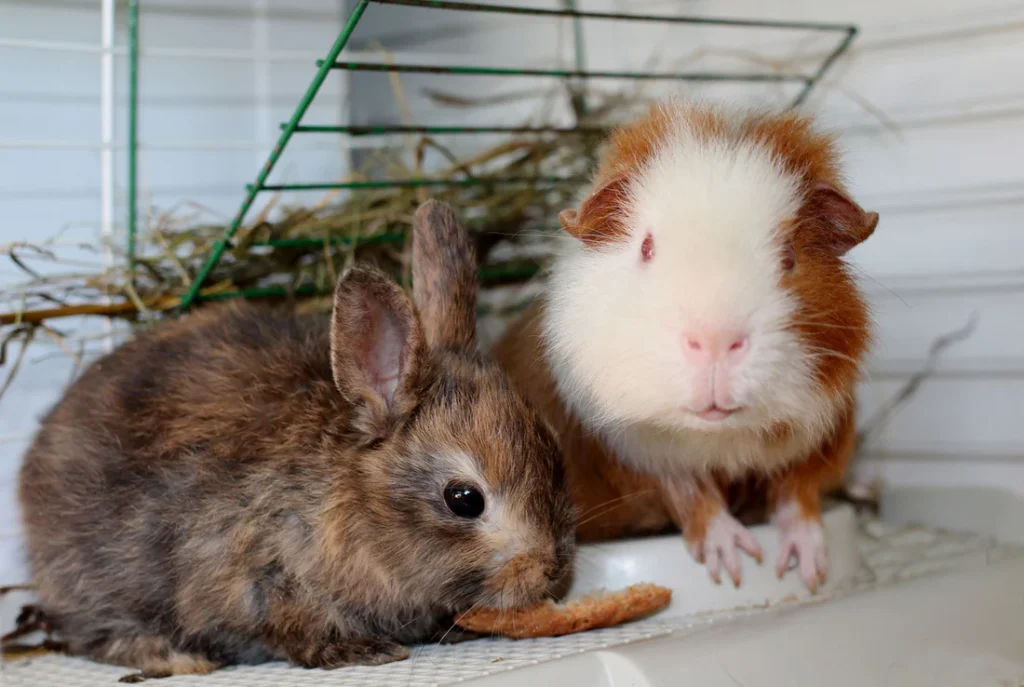 Why Small Pets and Company Cage Liners Are Perfect for Multiple Small Pets