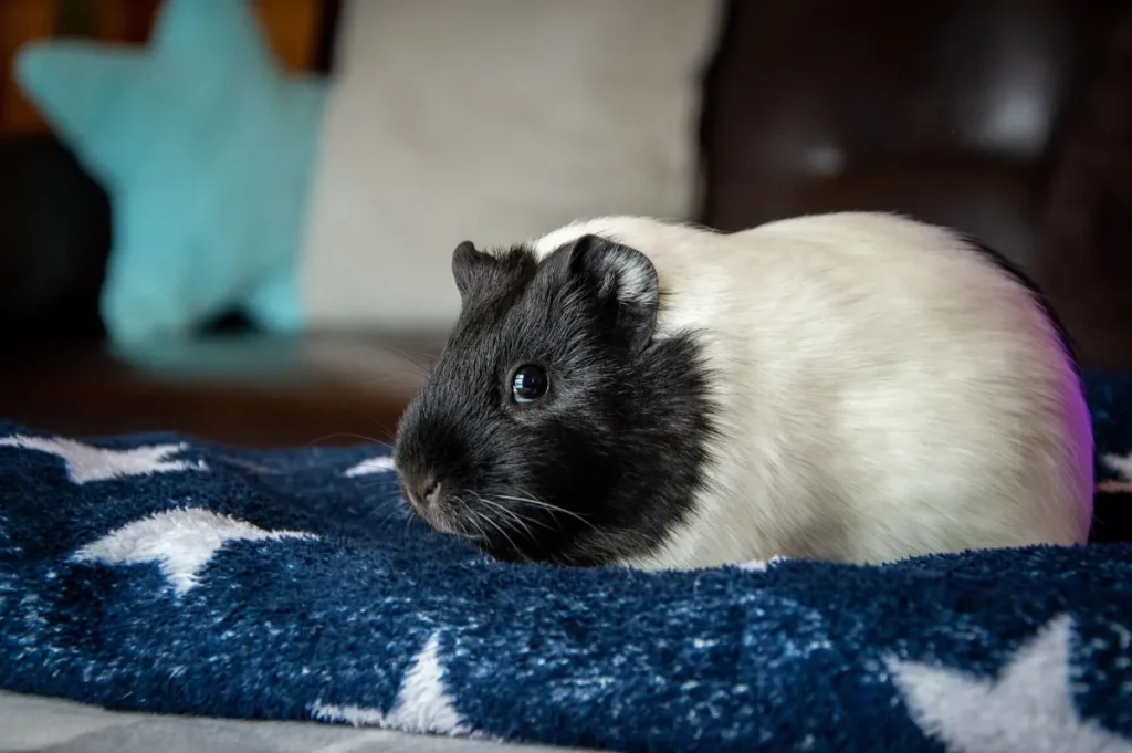 Guinea pig resting on soft fleece bedding inside a comfortable habitat